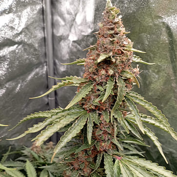 Семена конопли Auto Gorilla Glue Feminised Silver